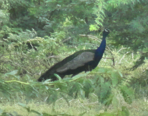 Peacock in Thar (Credit: Fayyaz Naich)