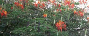 Gul Mohar tree in Pakistan