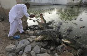 Crocodiles in Mangophir (Credit: blogs.reuters.com)